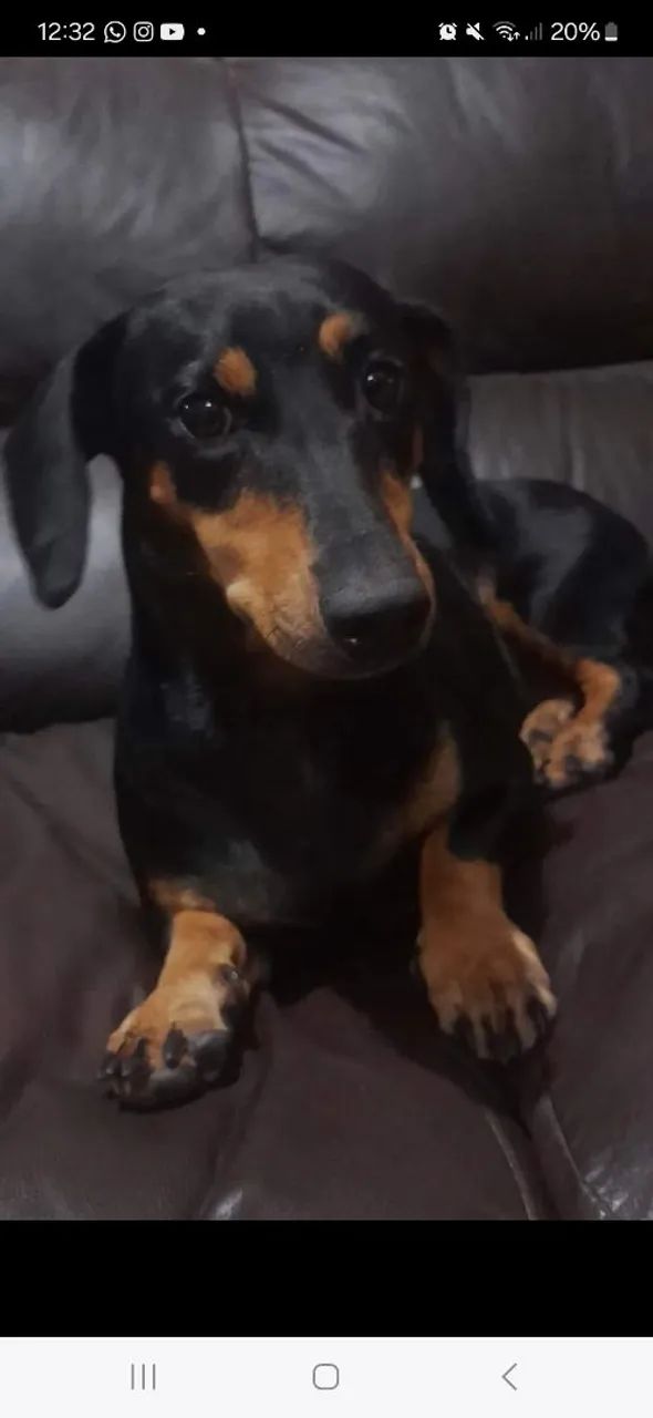 Salsicha Daschund  - Foto 3