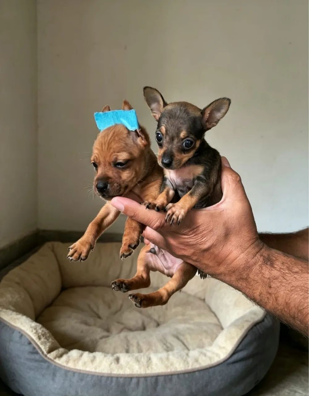 Pinscher lindo 