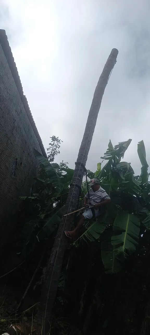 Limpeza de pé de coco e derrubada