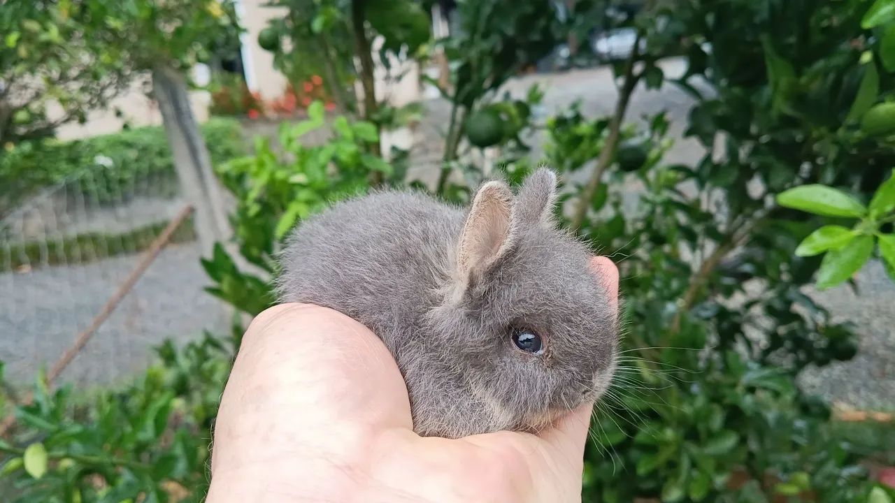 Mini coelho  - Foto 3