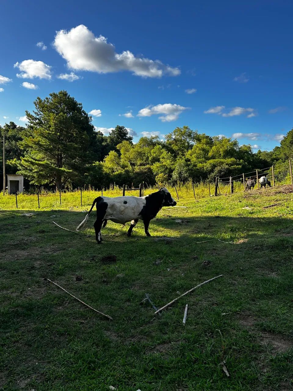 Mini vacas  - Foto 3