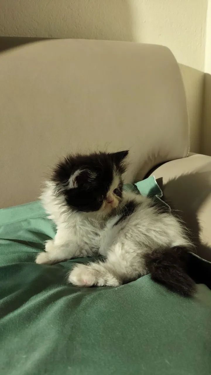 Kitten Persian male65181958326403122