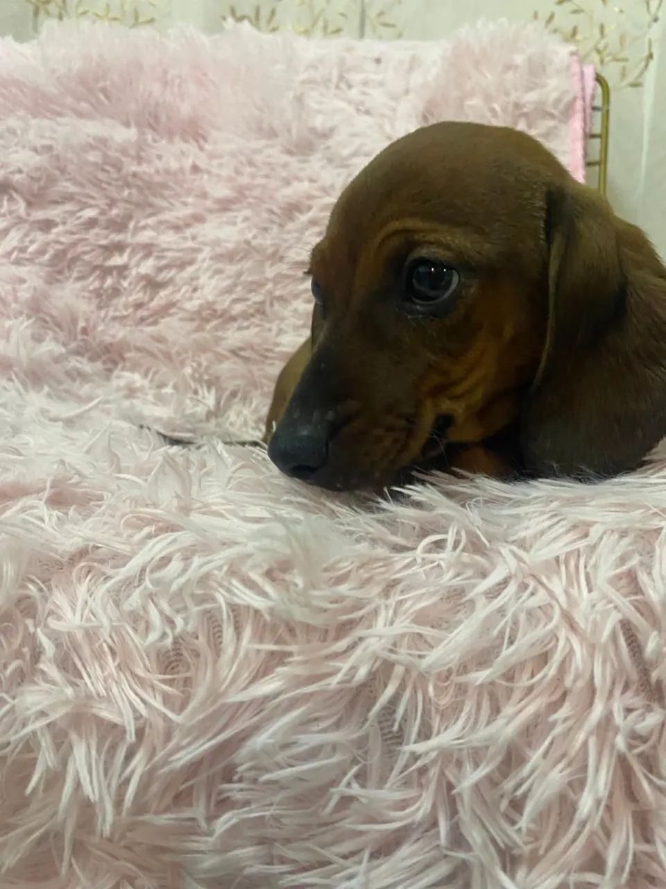 Promoção tenho dois machinhos ainda de salsicha mini - Foto 2