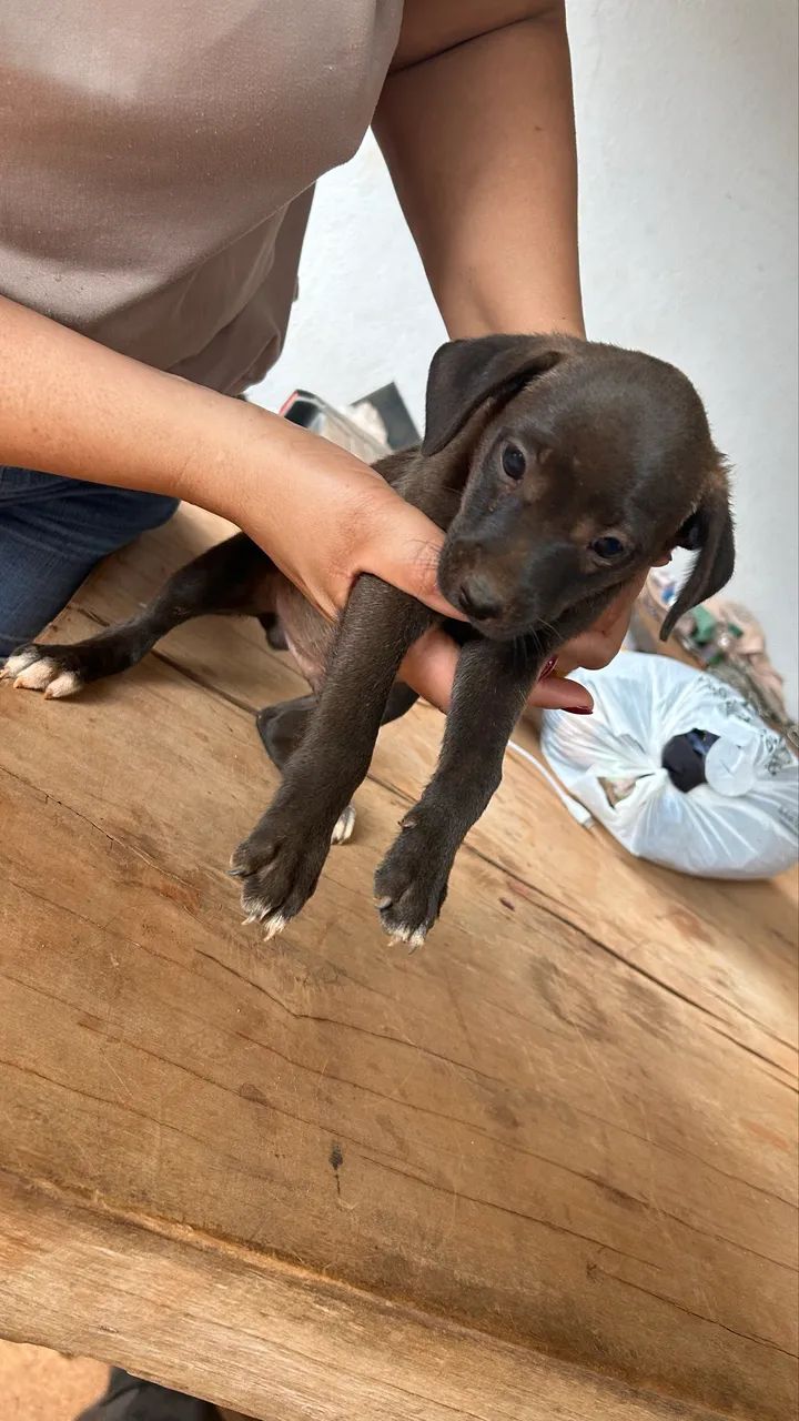 Cães para adoção  - Foto 5