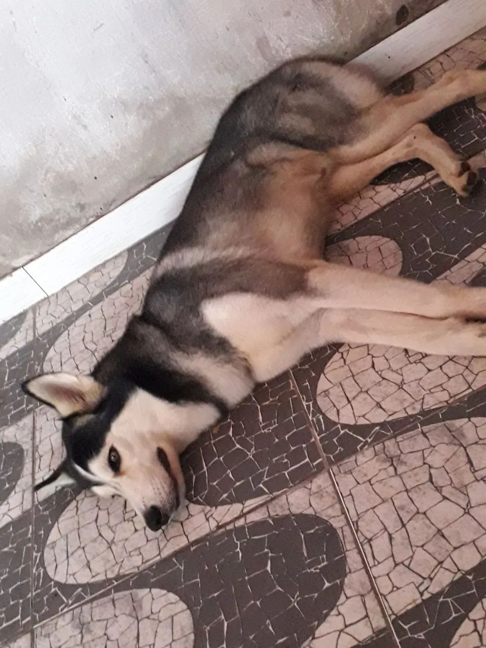 Husk Siberiano 