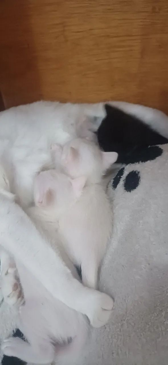 Doa se gatinhos - Foto 5