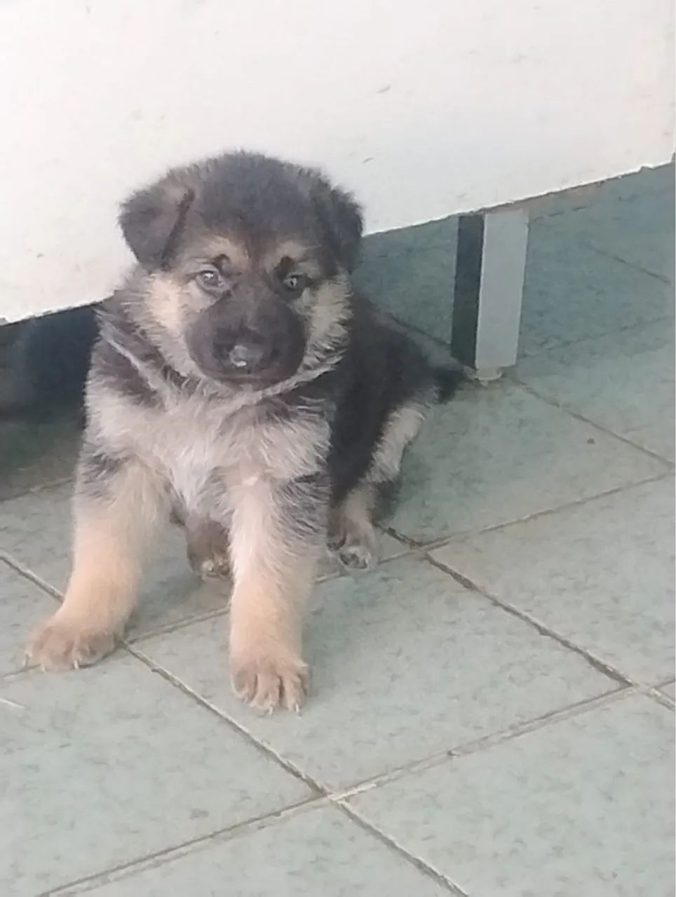  Cachorro Pastor Alemão Capa Preta - Foto 5