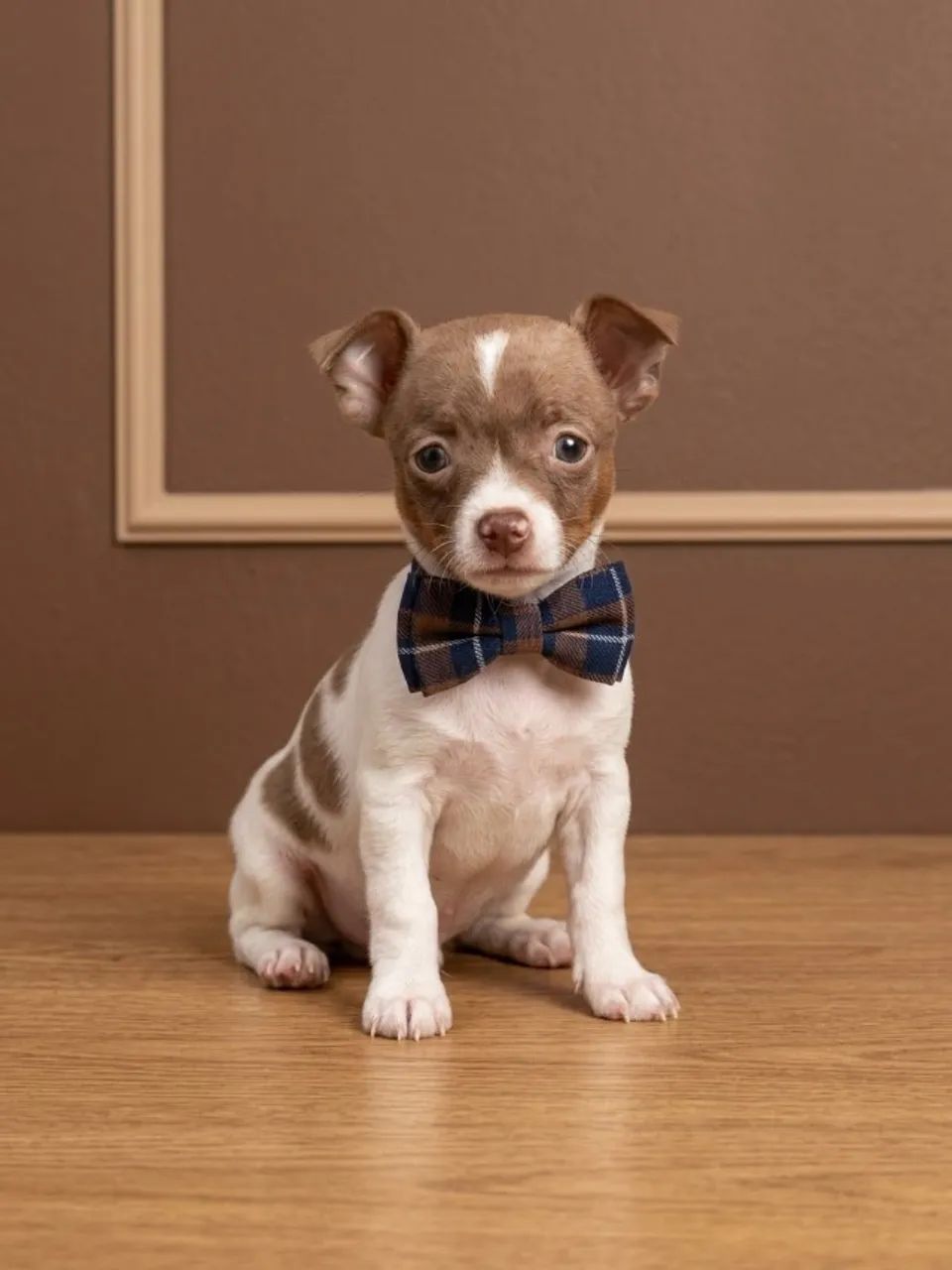 Pinscher Macho Charmoso