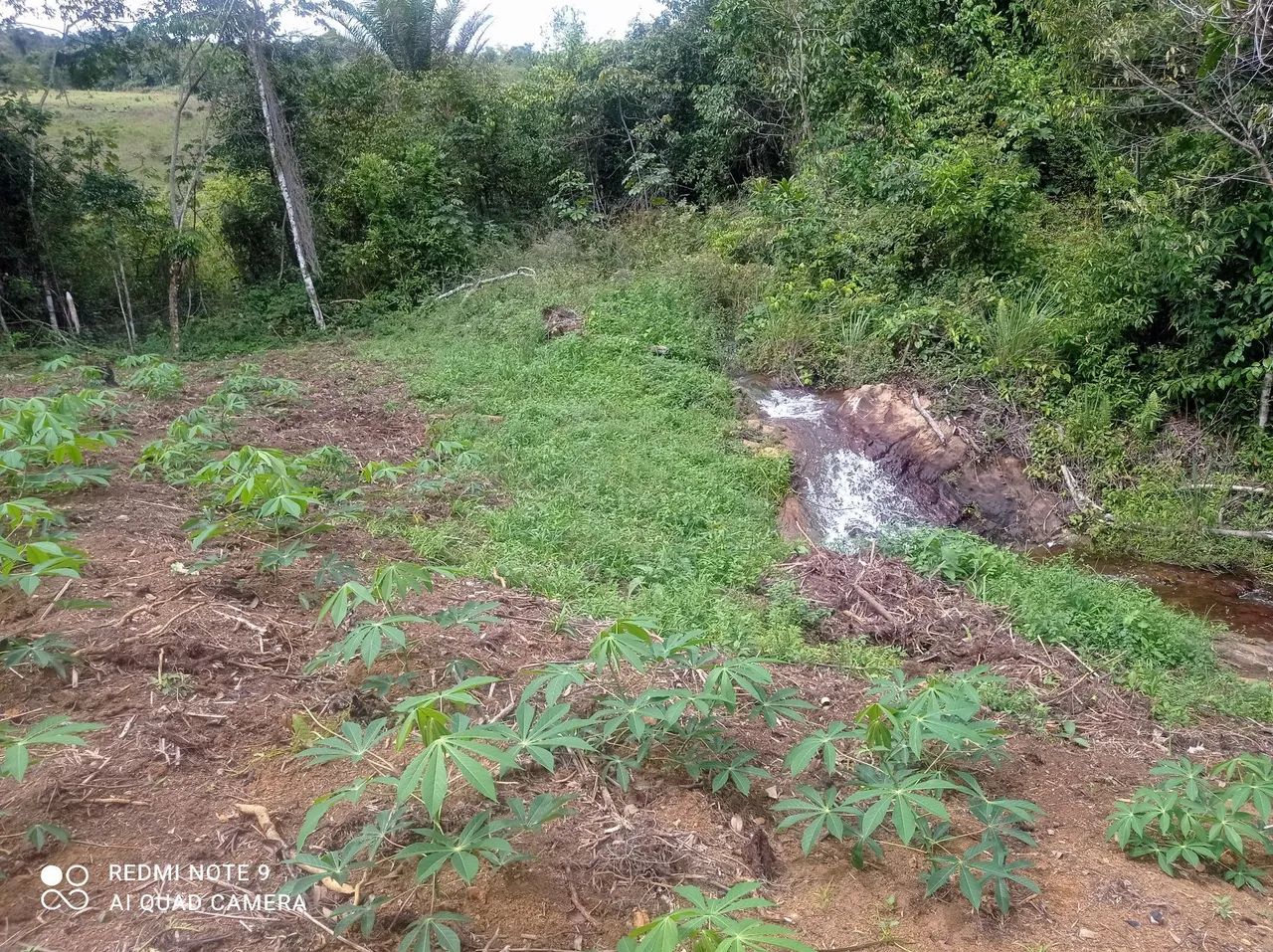 Sítio com pomar/roça de cacau 5 hectares em Itajurú.  - Foto 11