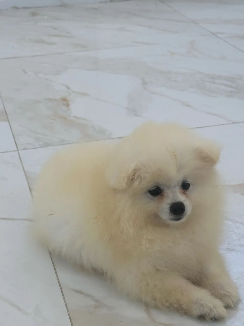 Spitz  - Foto 2