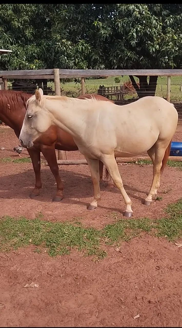 Cavalo 
