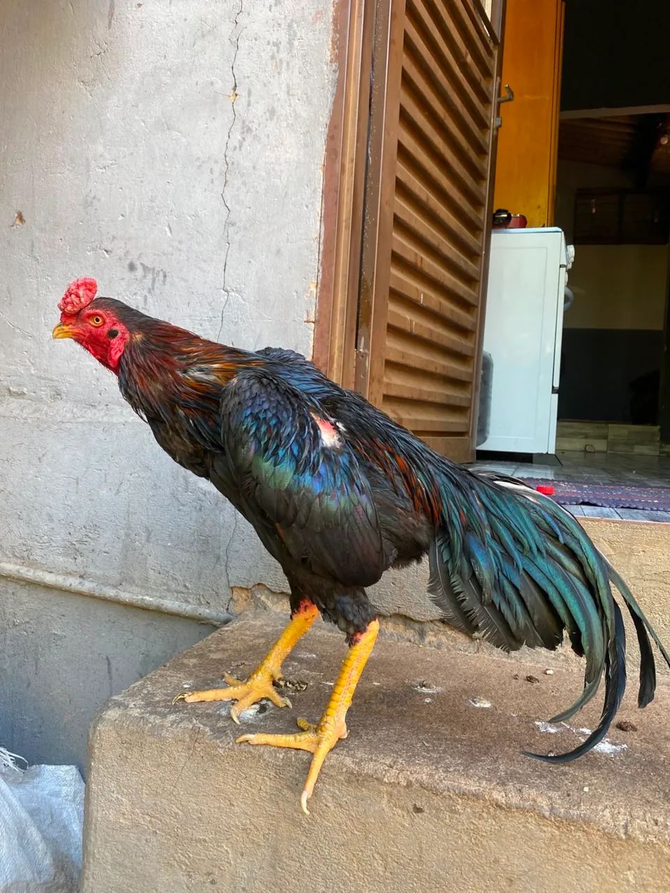 Vendo esses galos, os galos bons boa raça  - Foto 2