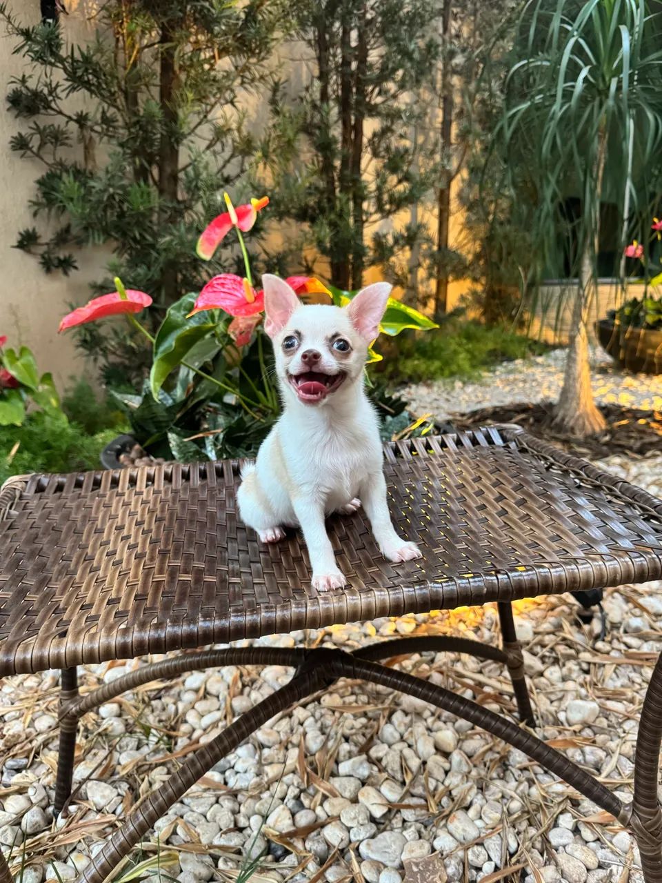 Chihuahua macho  - Foto 3