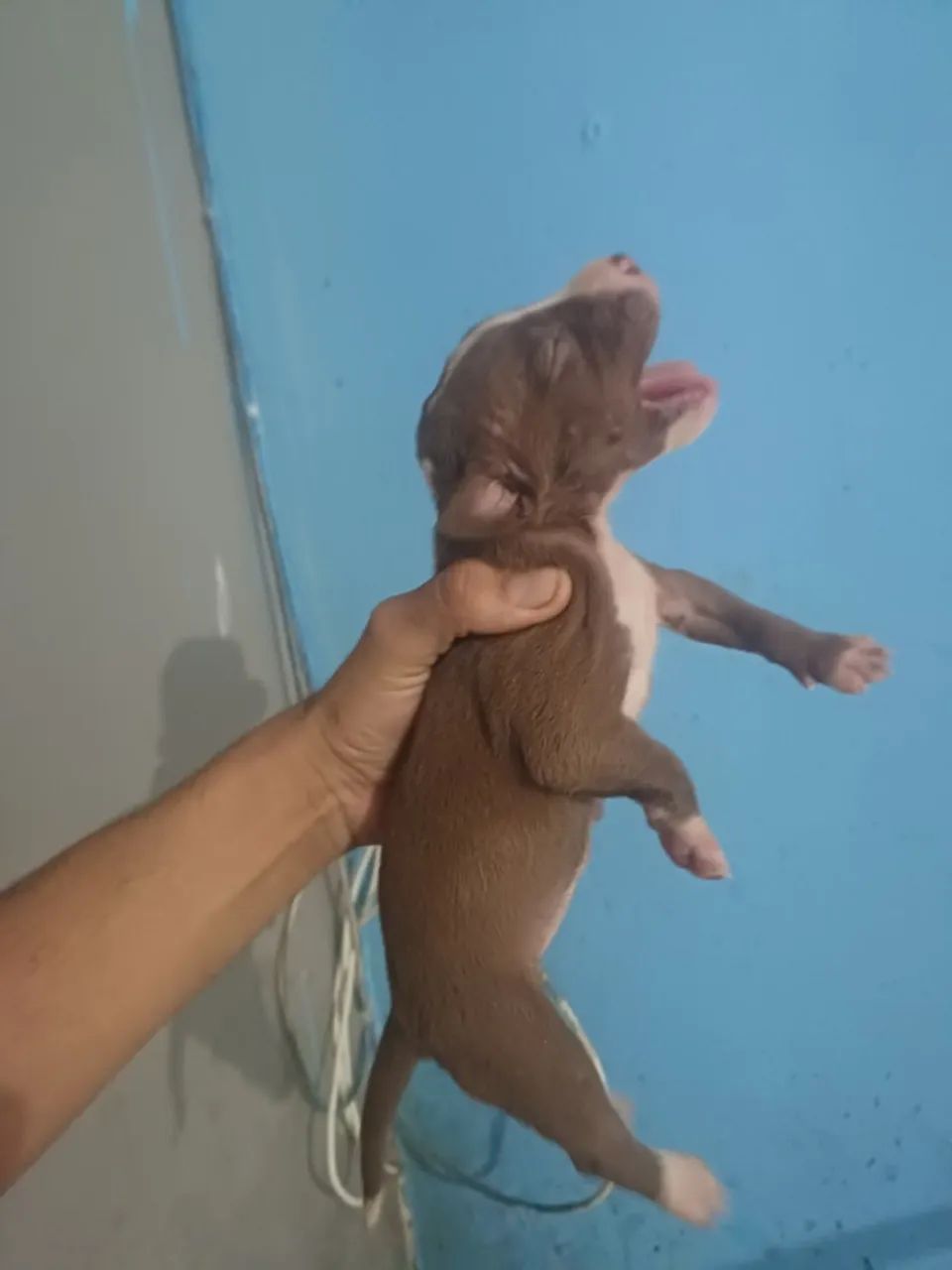 Filhotes de pitbul - Foto 3