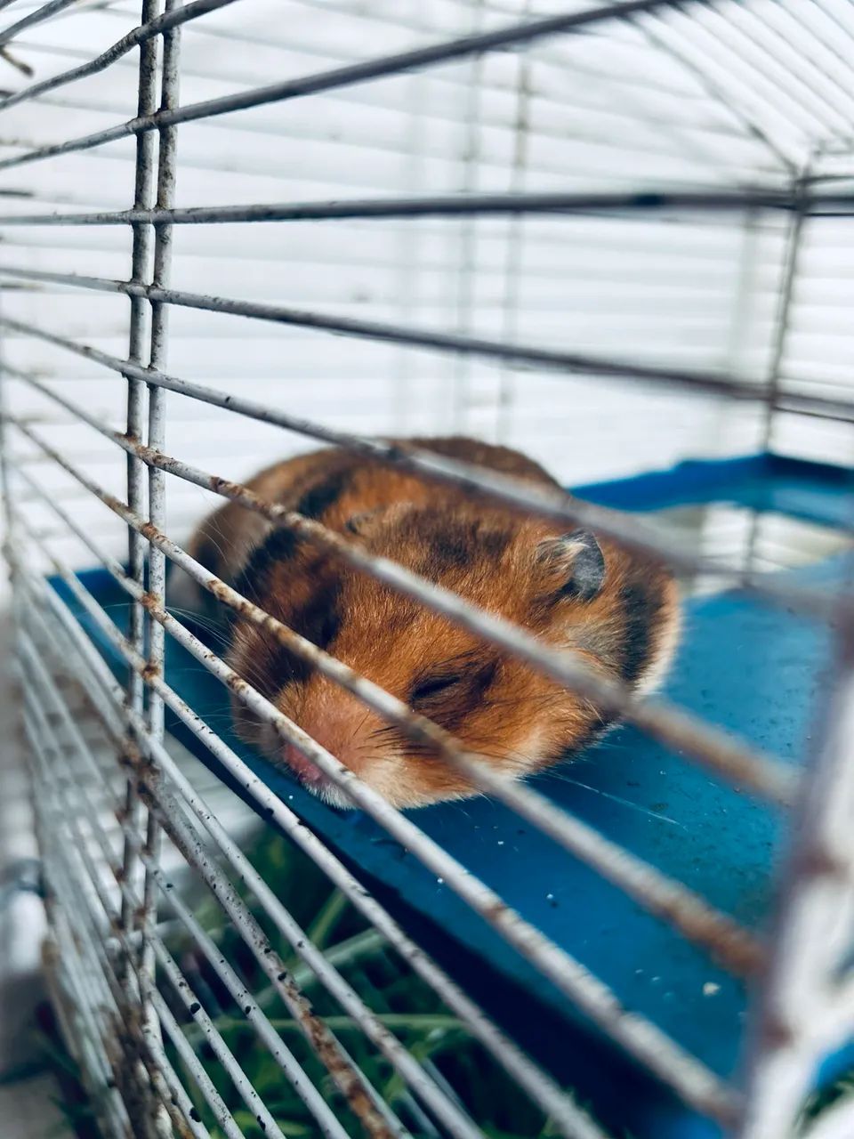 HAMSTER 469147946583347203