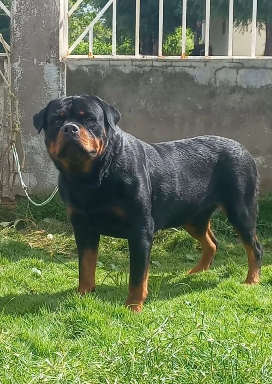 Rottweiler 2 anos para quem sabe o que é bom