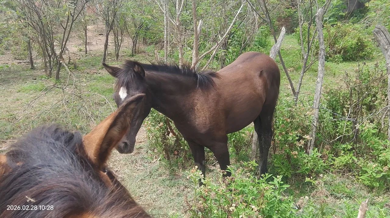 Porda mestiça  - Foto 3