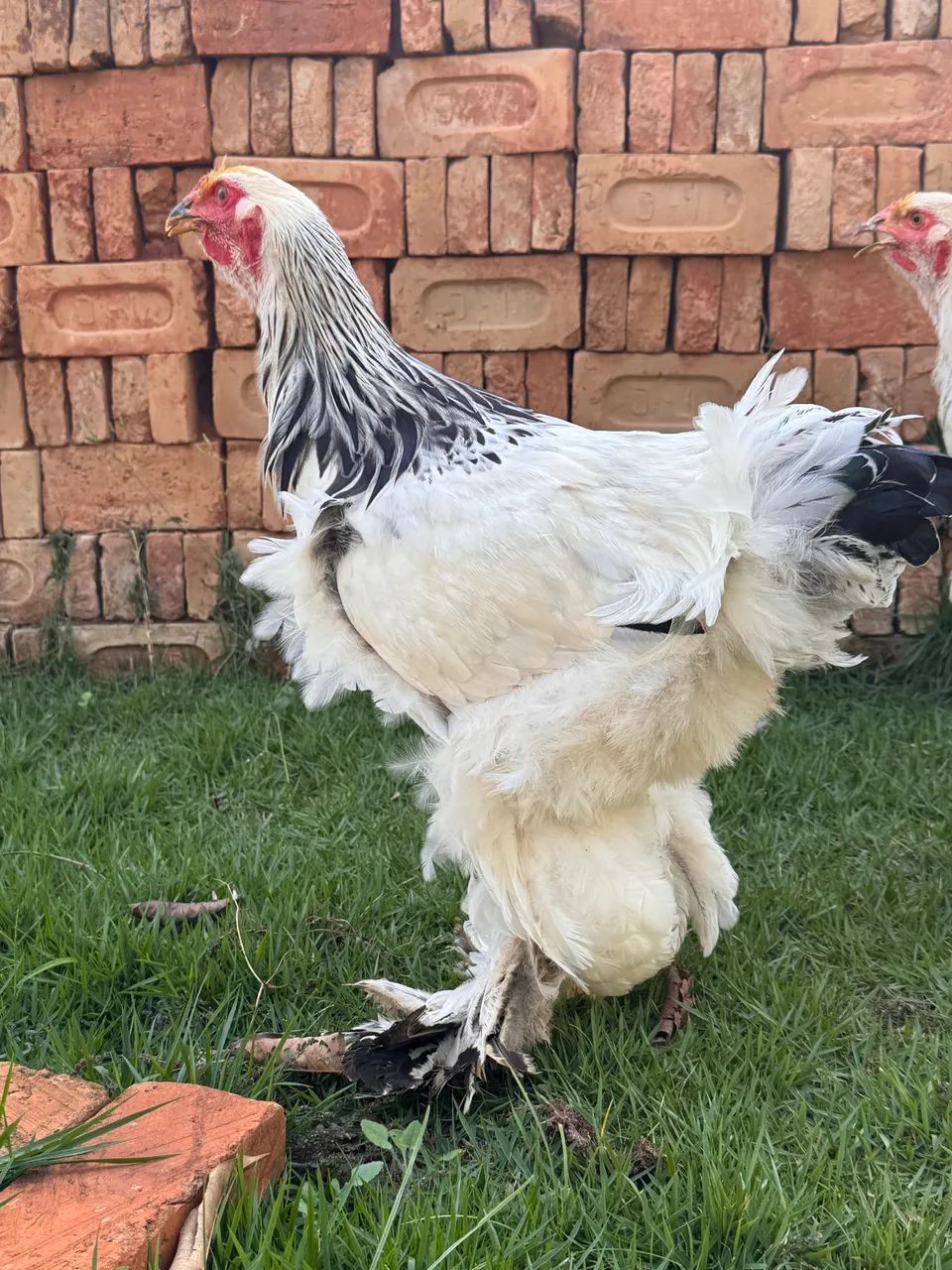 Frango Brahma Light  - Foto 5