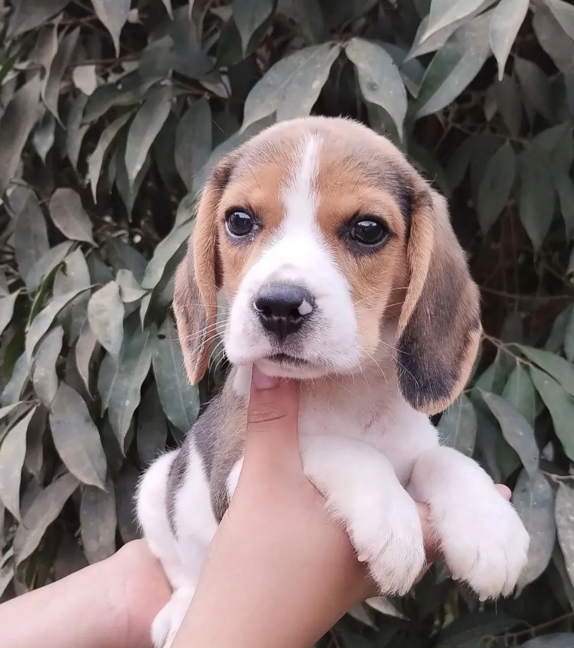 Beagle lindos filhotes  - Foto 3