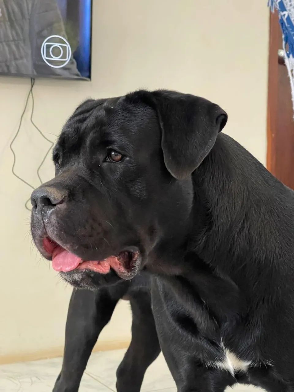 Cane CORSO 