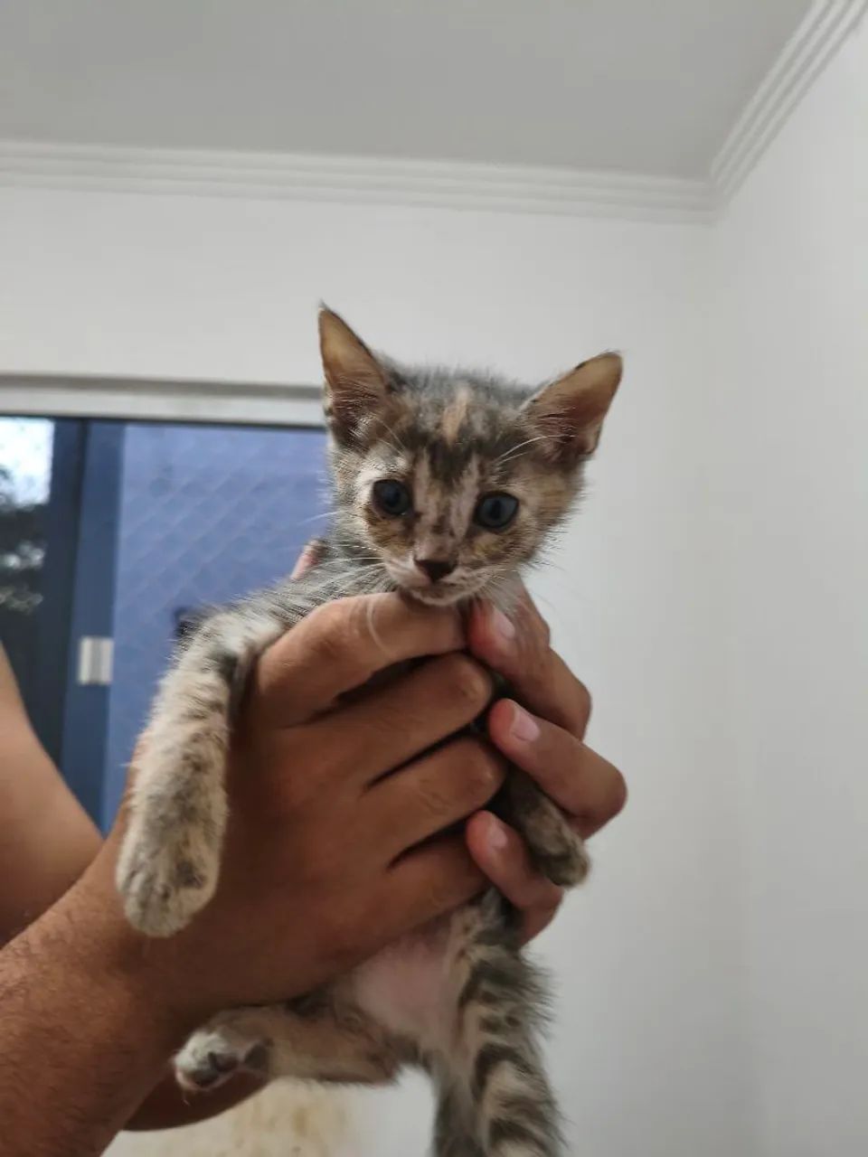 ADOÇÃO RESPONSÁVEL - Foto 3