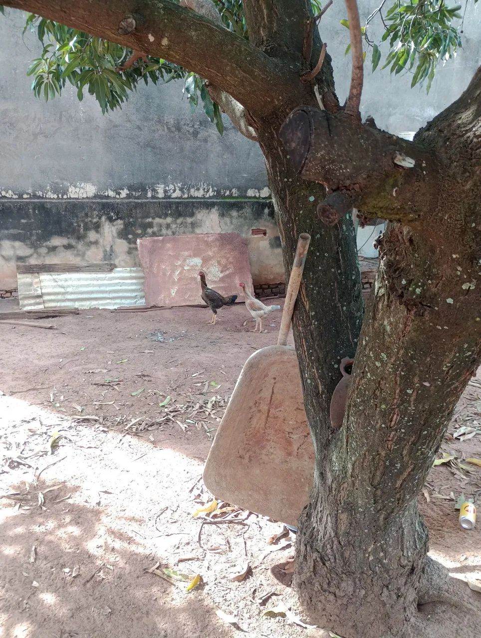 Vendo 5 franguinhos ainda meio pequeno duas frangas lindas quase botando e um frango  - Foto 4