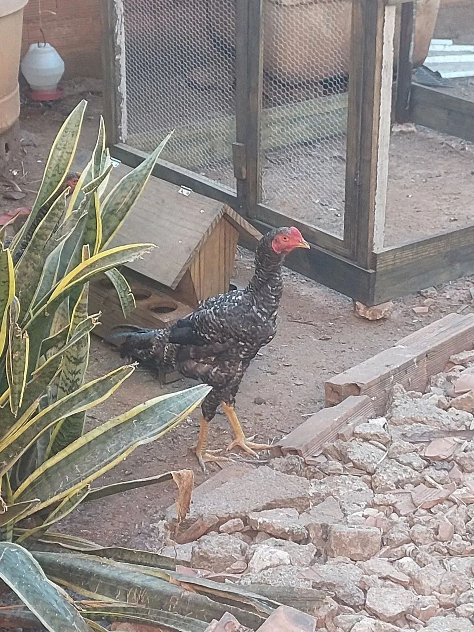 Galos caipiras vivos - Foto 3