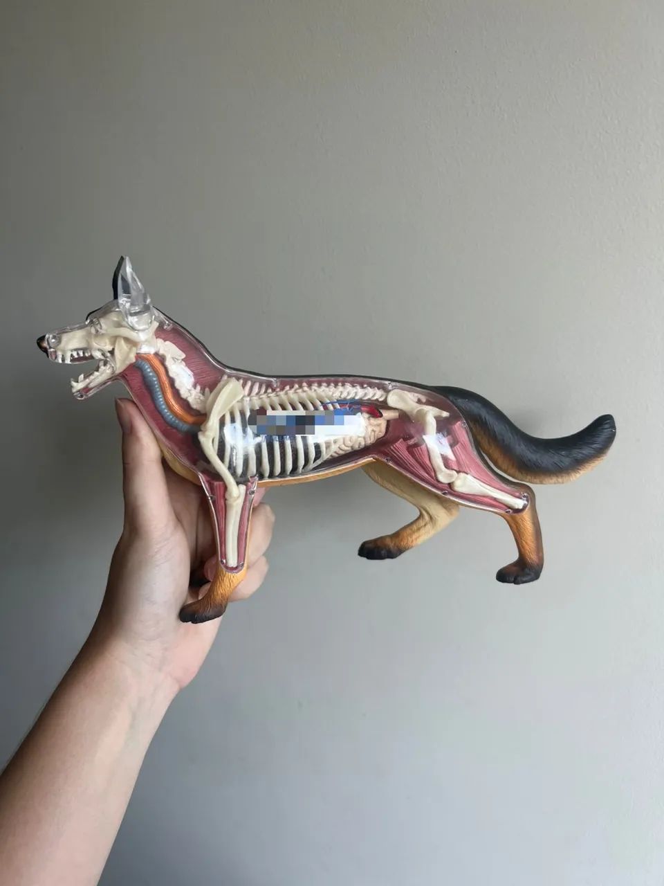 Anatomia do Cachorro 4D Desmontável