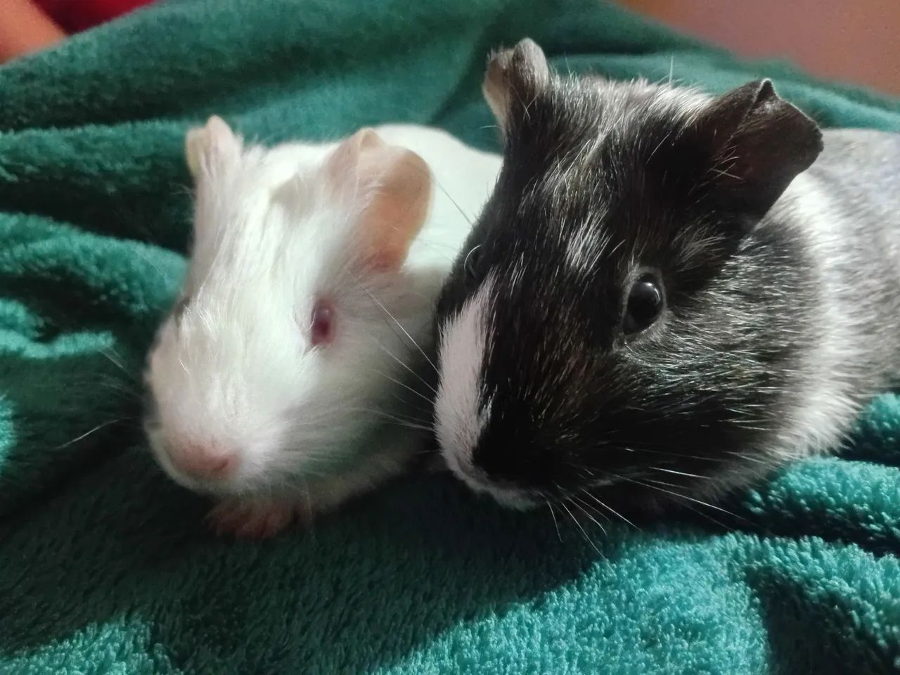 Doando duas porquinhas da índia  - Foto 2