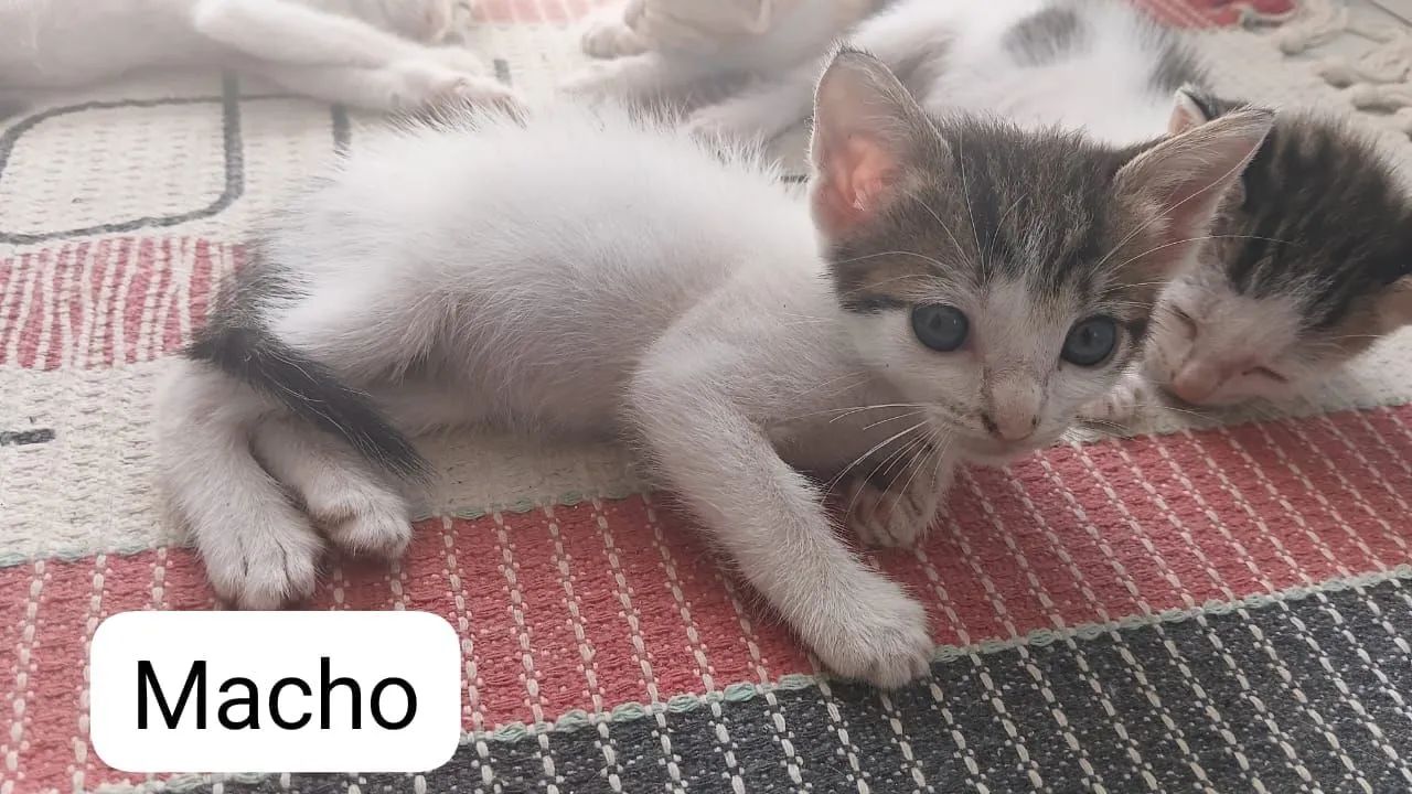 Lindos gatinhos ?