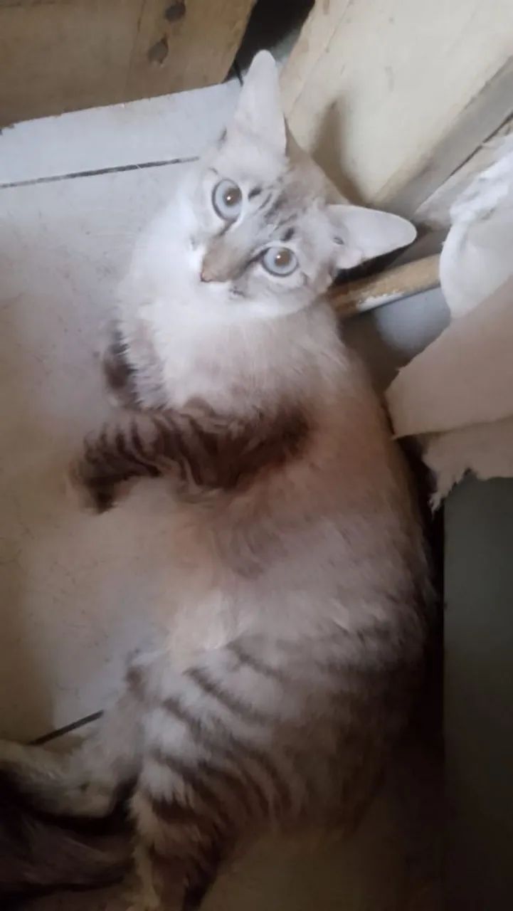 Gatinhos para adoção - Foto 2