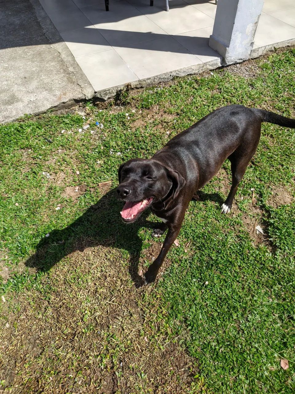 DOA-SE CADELA 2 ANOS, CASTRADA E SUPER DÓCIL  - Foto 4