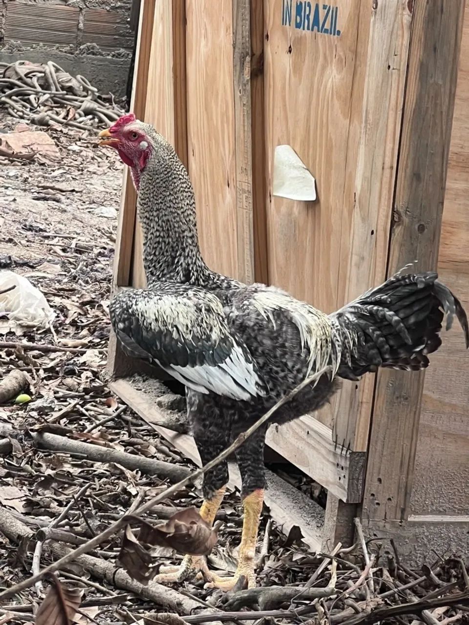 Galo - Foto 3