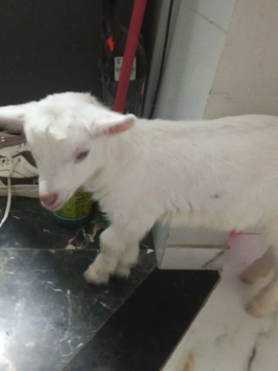 Vendo cabritinho, coelho, pintinhos, codornas - Foto 2