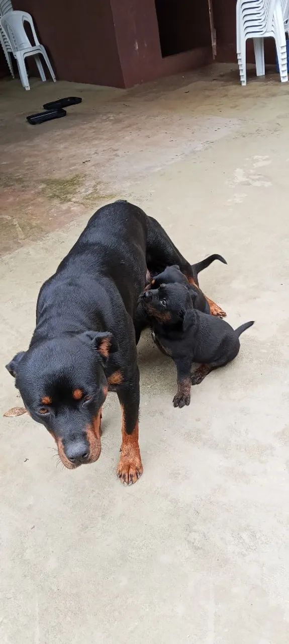 Rottweiler  - Foto 2