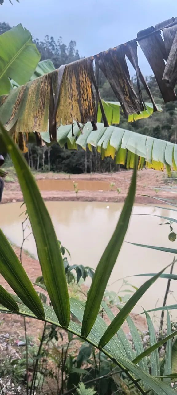 Oportunidade! Sitio em Pedras Grandes, ótima localização.  - Foto 2
