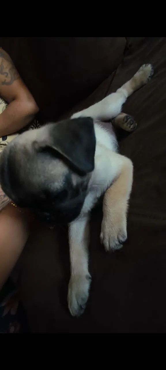 Pug - Foto 5