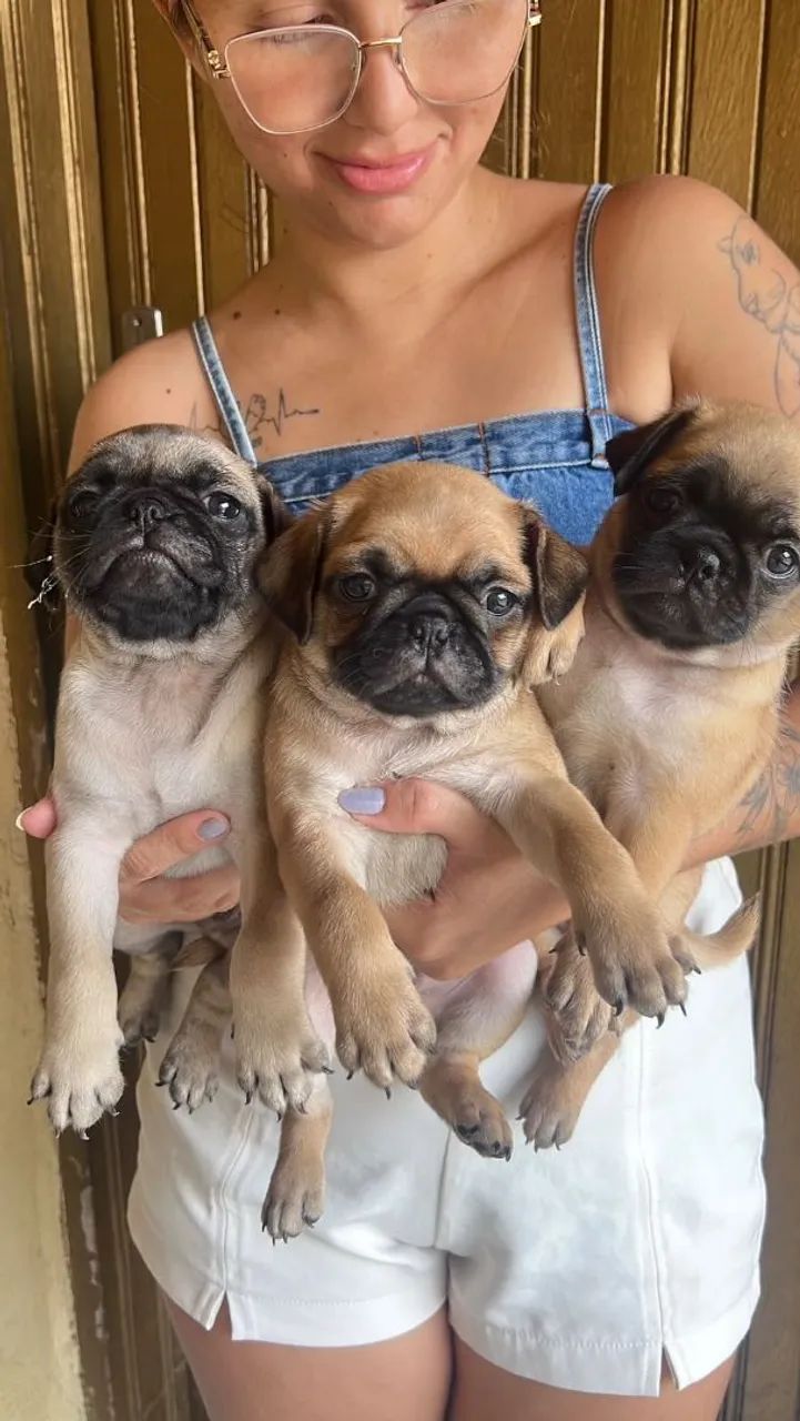 Filhotes de Pug - Foto 3