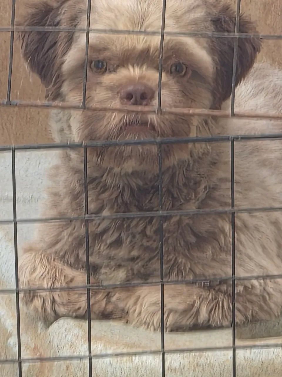 Shihtzu macho  - Foto 2