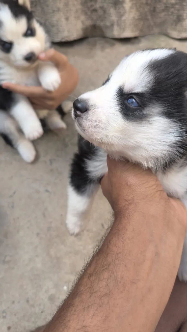 Cachorro Husky Siberiano 