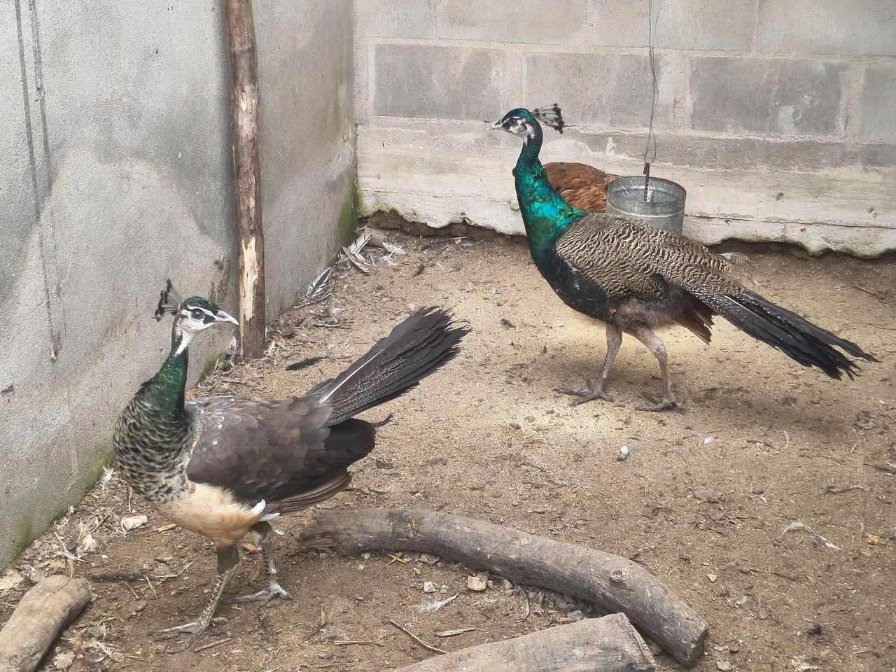 Frango galinha galo GSC  nascido de ovo azul 5 meses - Foto 4