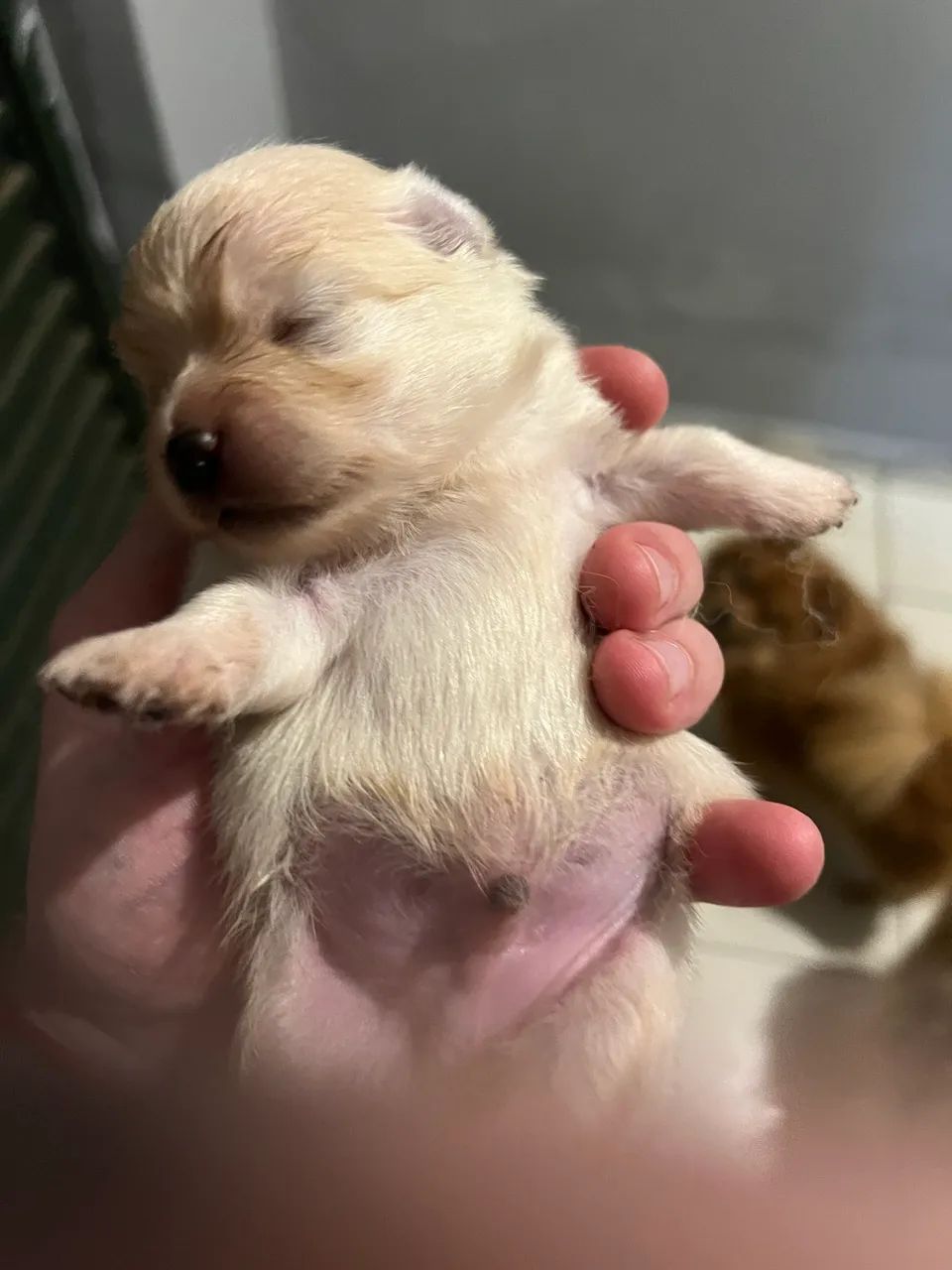 Spitz alemão  - Foto 3