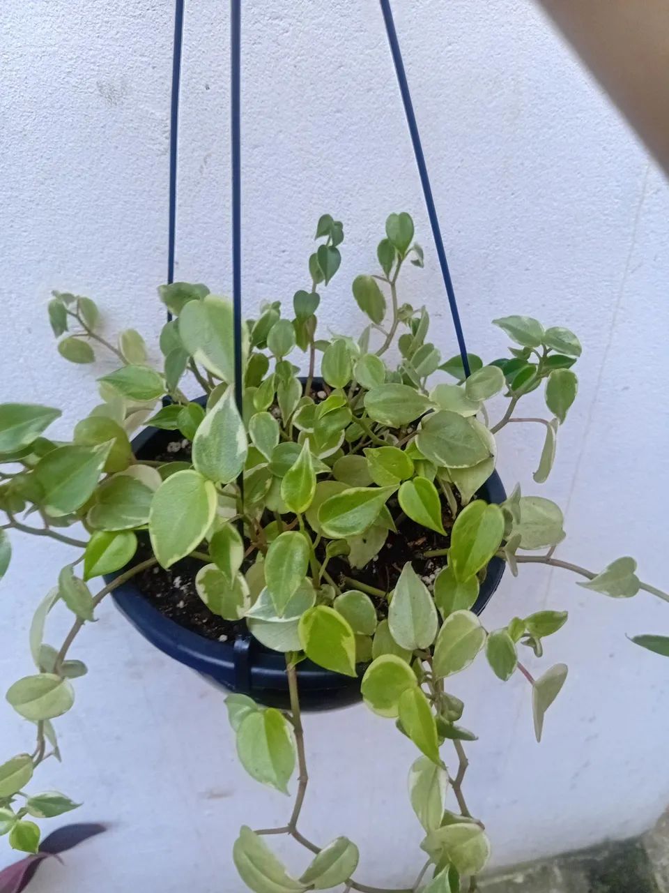 Vende se  - Foto 3
