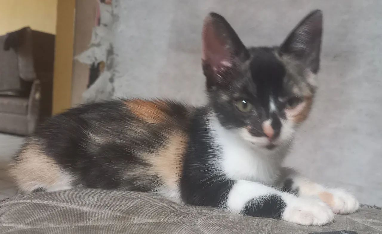 Gatos para adoção  - Foto 2