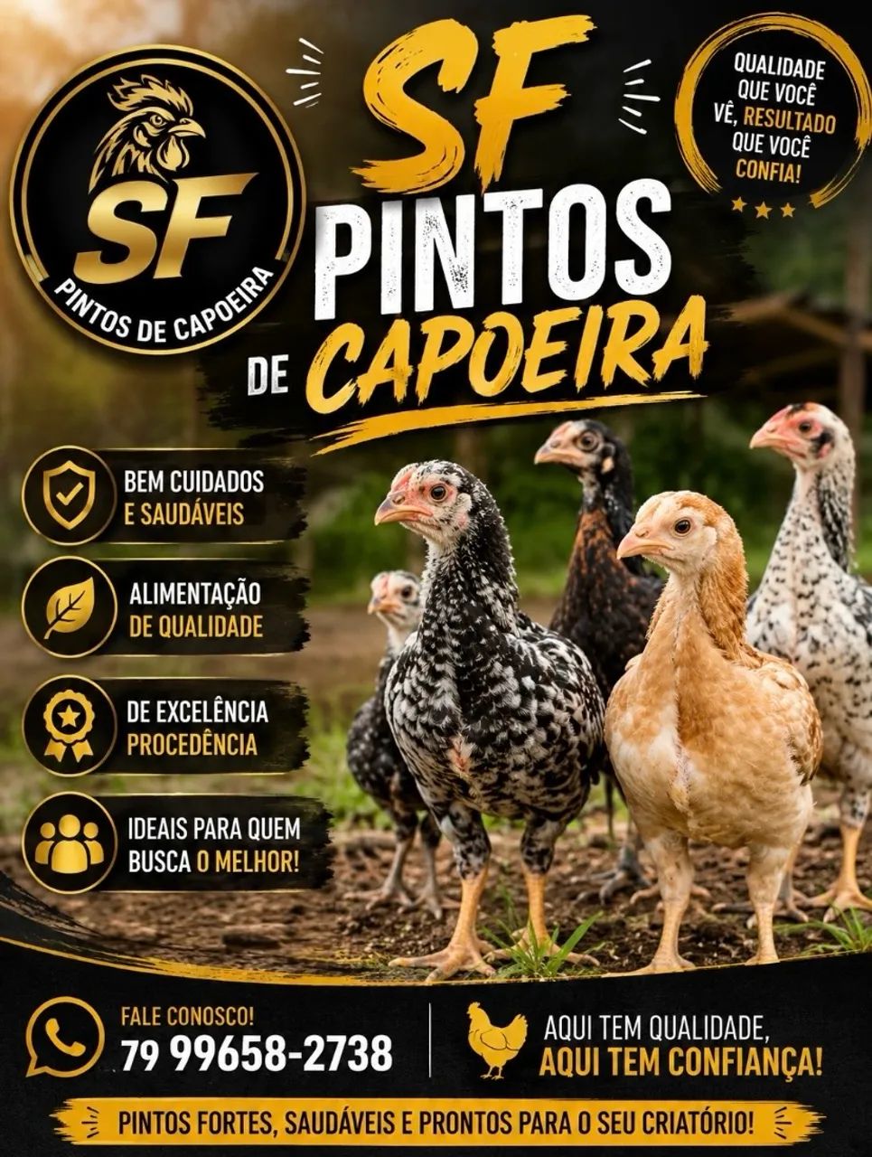Pintos capoeira ligitimo  - Foto 4