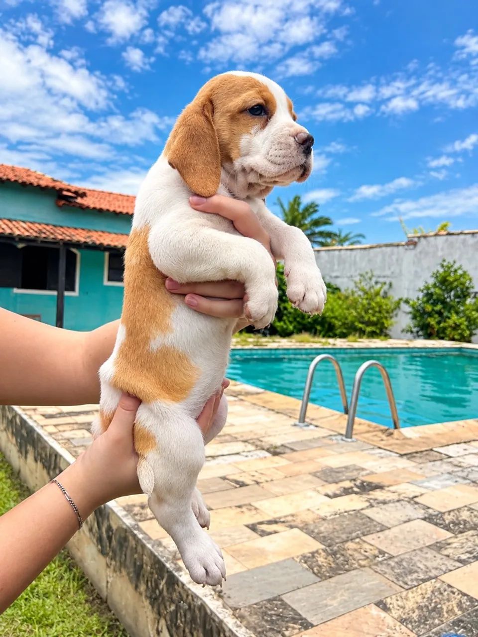 Beagles machos 13 polegadas ! - Foto 2
