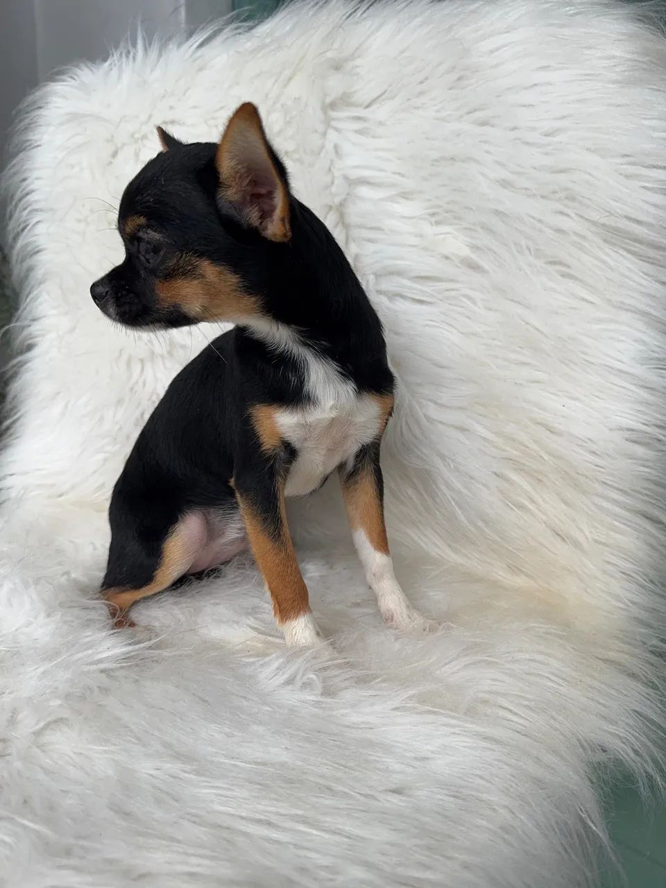Chihuahua 7 meses  - Foto 4