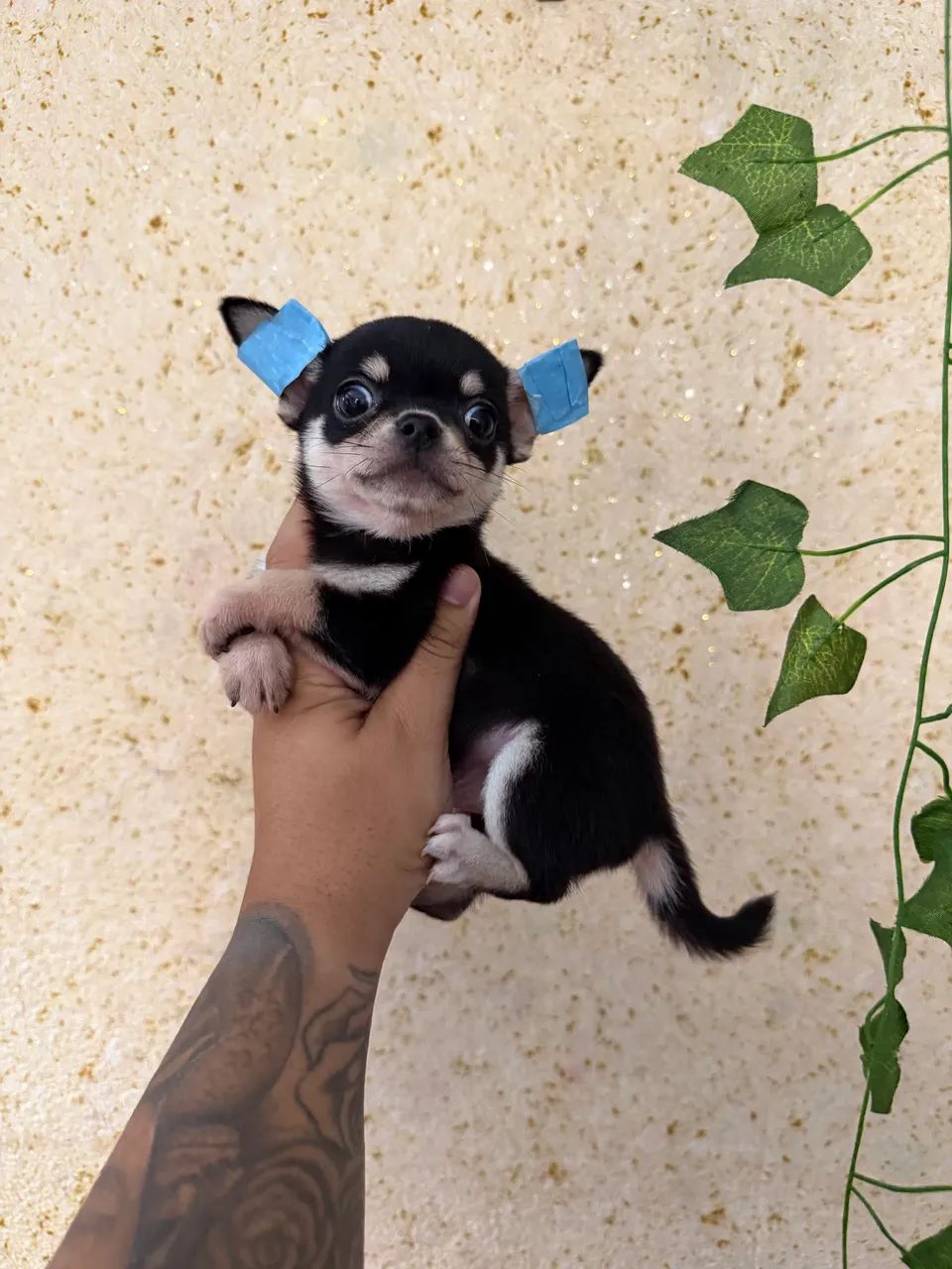 Chihuahua cabeça de maçã  - Foto 5