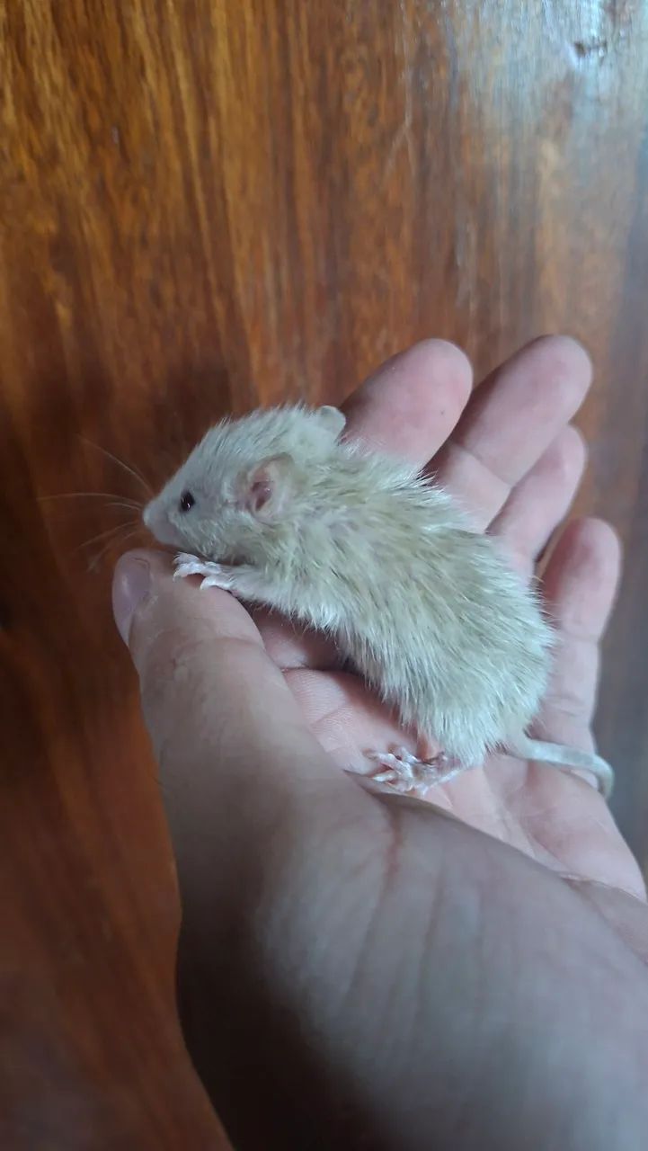 Rato Twister  - Foto 6