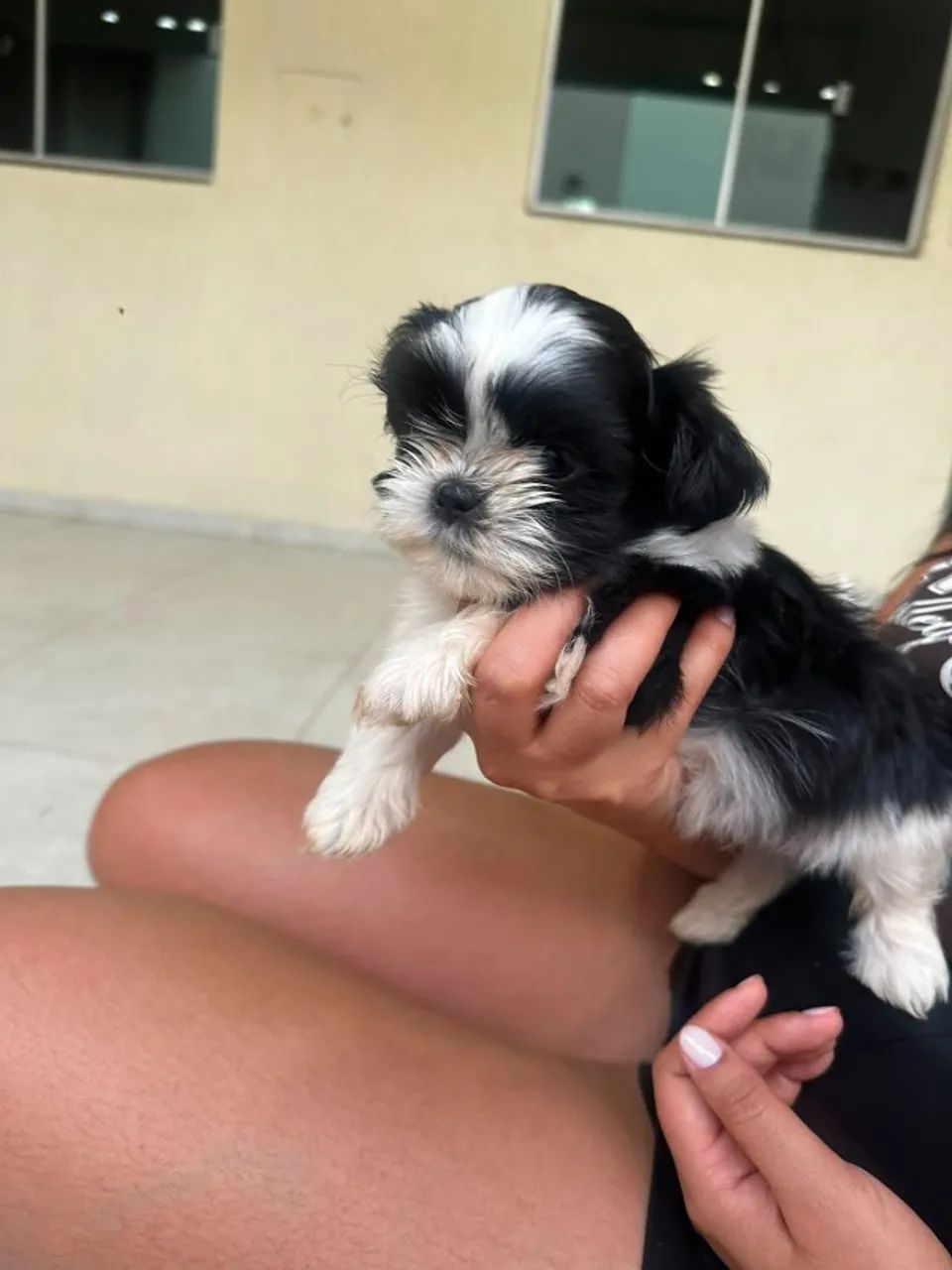 Shih Tzu - Foto 2